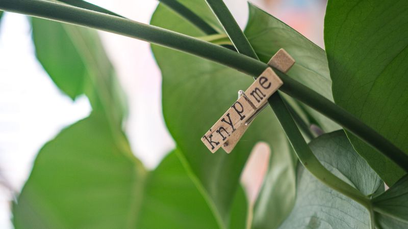clothespin, houseplant, leaves, 4k