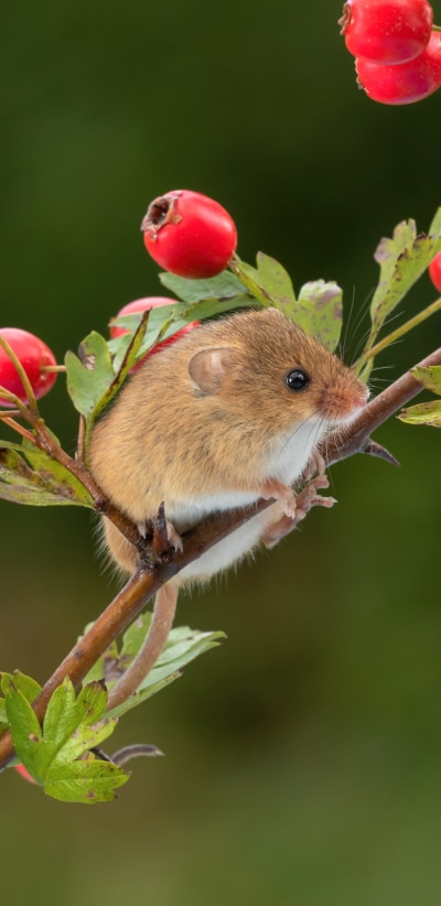 Animal Mouse, Rodent, Berry, 1440x2960