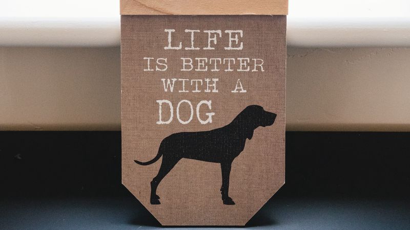 words, inscription, dog, phrase, 4k