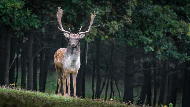 deer, cute animals, forest, 4K
