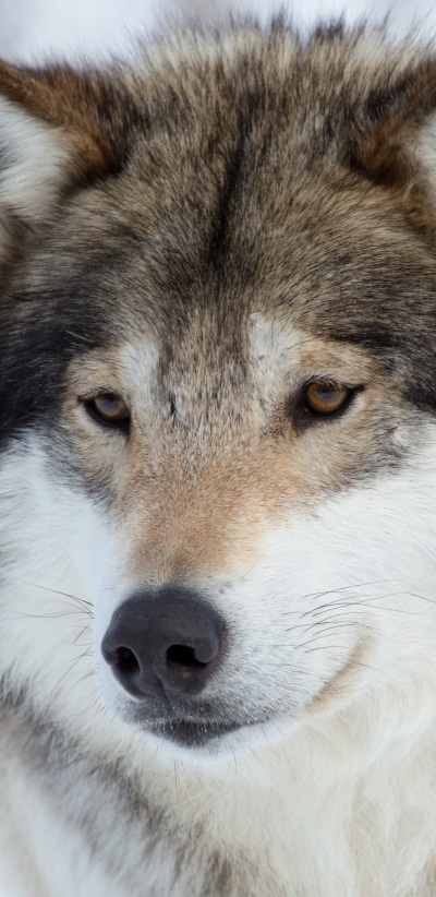 Animal Wolf, Face, Muzzle, 1440x2960