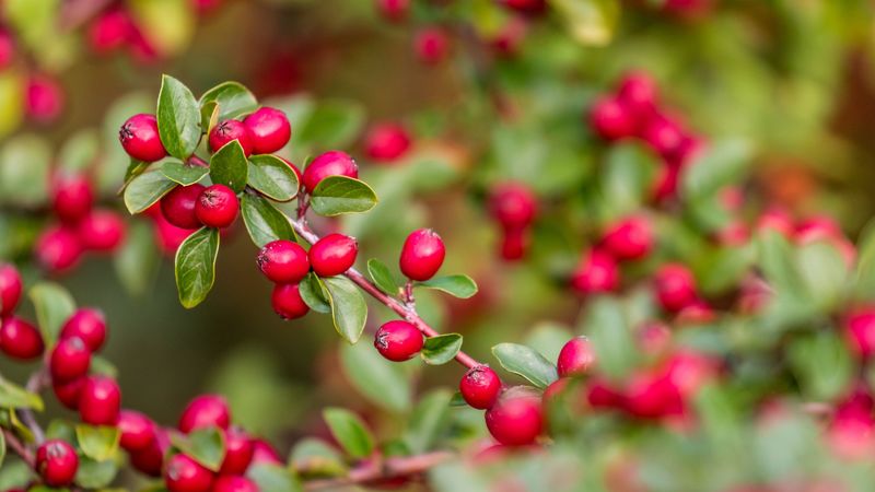 berries, red, branch, leaves, 4k