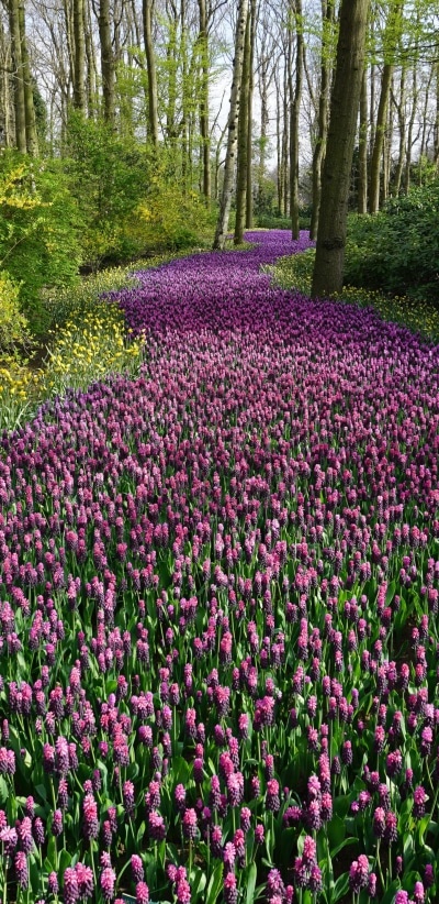Earth Flower, Purple Flower, Nature, 1440x2960