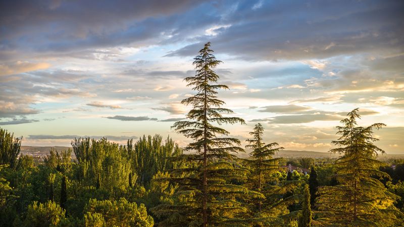 trees, spruce, forest, sky, 4k