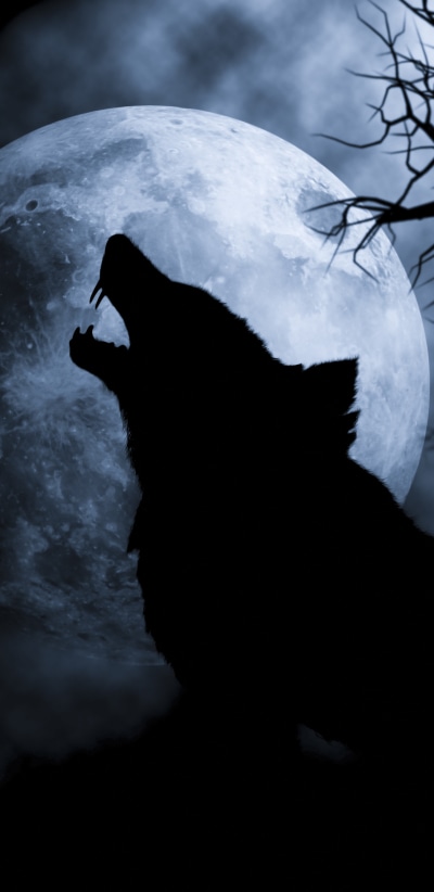 Fantasy Wolf, 1440x2960