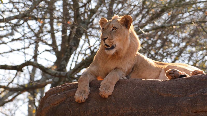 lion, big cat, rock, branch, 4k