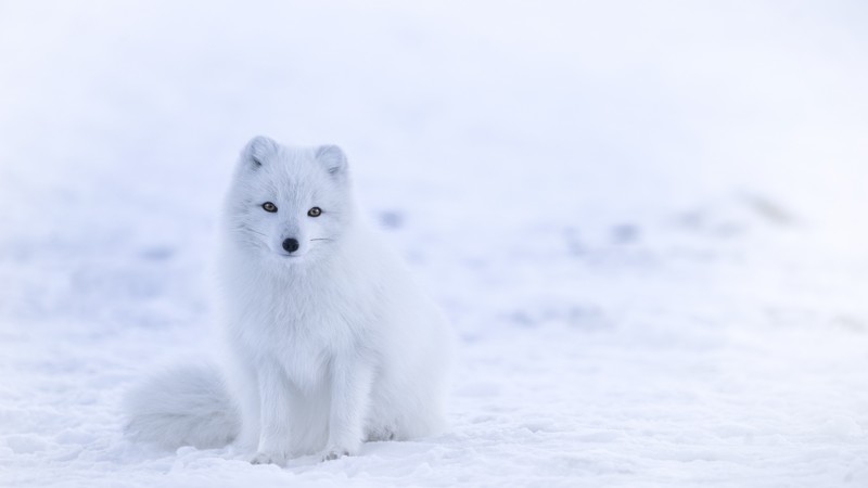 arctic fox, cute animals, winter, snow, white, 4K