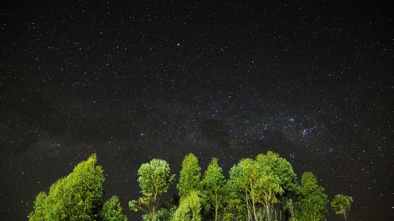 night, stars, sky, trees, 4k