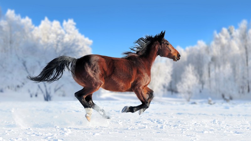 horse, cute animals, snow, winter, 4k