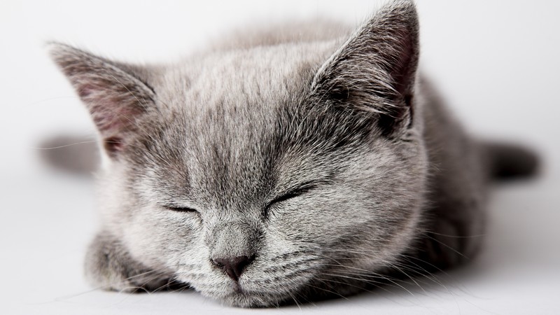 cat, cute, sleep, 4K