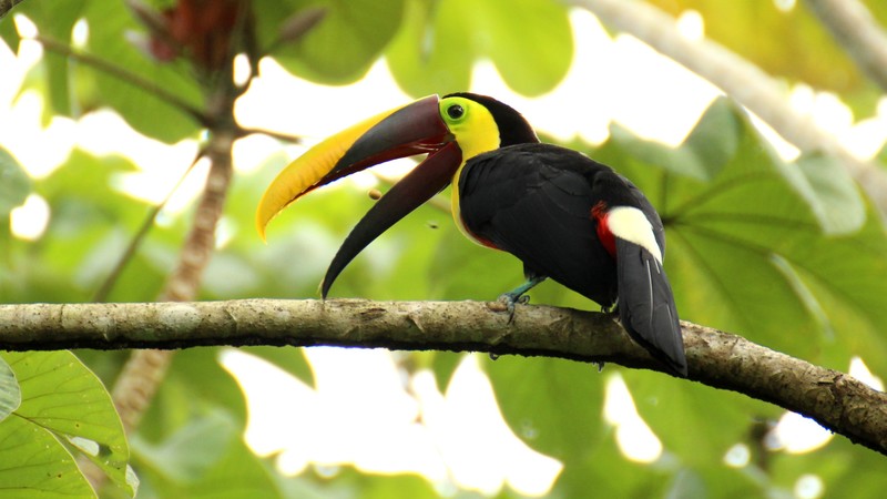 Toucan, bird, 4k