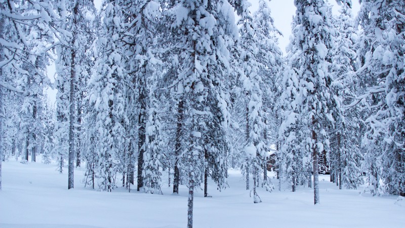 forest, trees, snow, winter, 4K