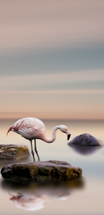 Animal Flamingo, Bird, Horizon, 1440x2960