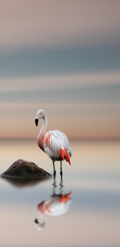 Animal Flamingo, Bird, Horizon, Reflection, 1440x2960