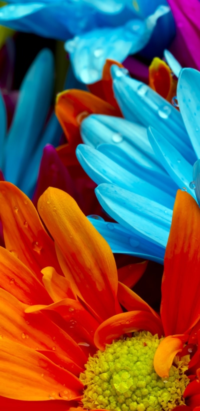 Earth Flower, Pastel, 1440x2960