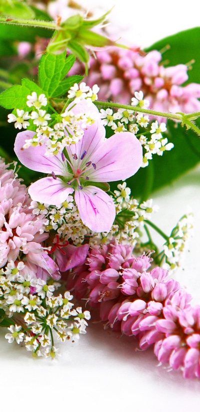 Earth Flower, White Flower, Earth, Pink Flower, Spring, Gerbera, 1440x2960
