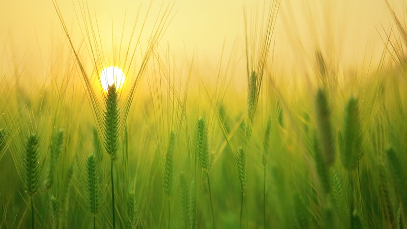 field, sunrise, 4k