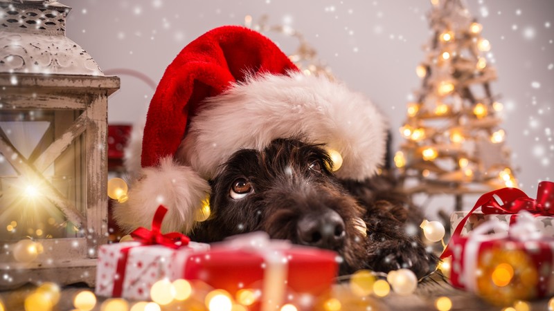 Christmas, New Year, snow, dog, cute animals, 4k