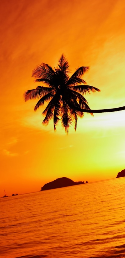 Earth Sunset, Palm Tree, Sky, Thailand, Sea, 1440x2960