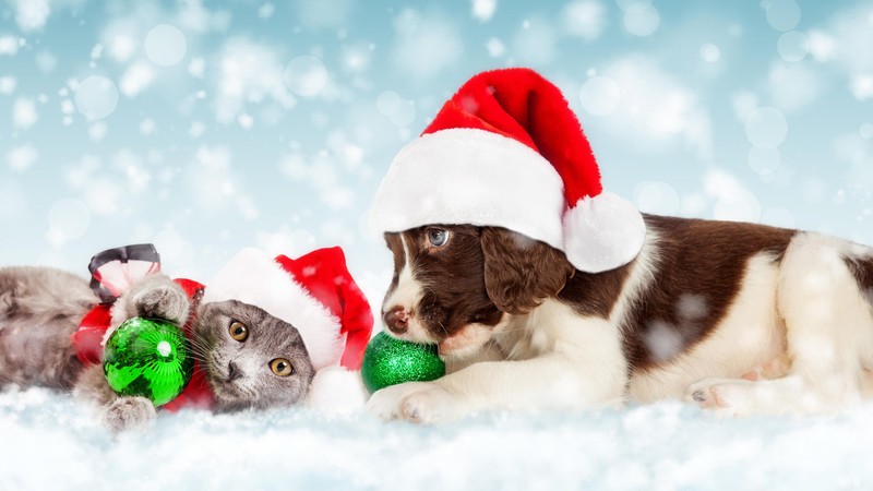 Christmas, New Year, snow, puppy, kitten, cute animals, 4K