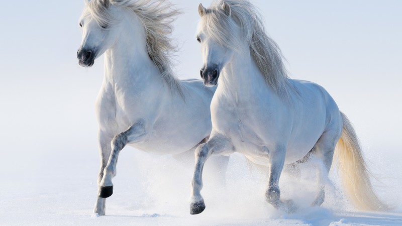 horses, cute animals, snow, winter, 4K
