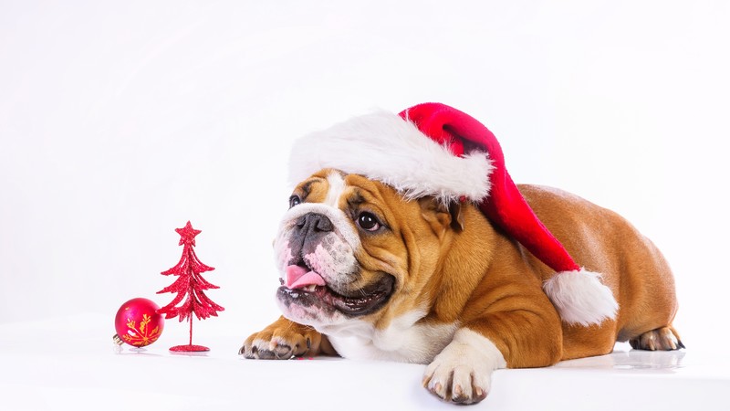 Christmas, New Year, dog, cute animals, 4k