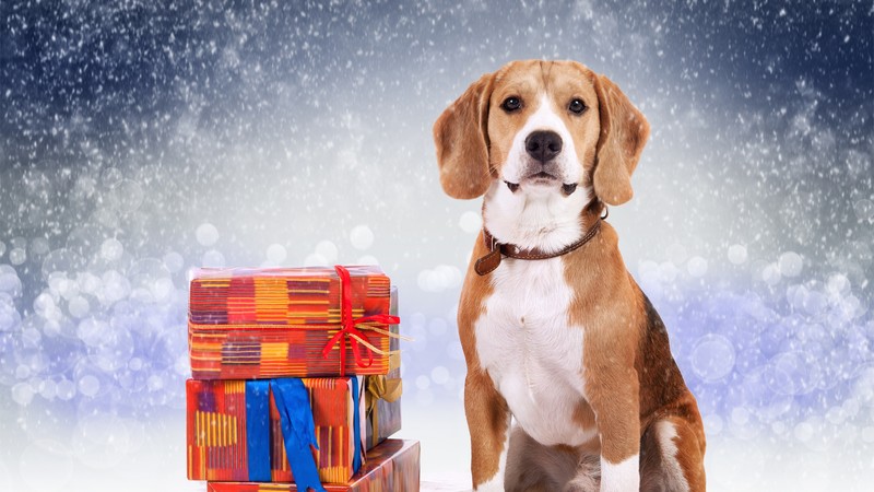 dog, cute animals, Christmas, New Year, 4K