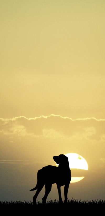 Photography Sunset, Dog, 1440x2960