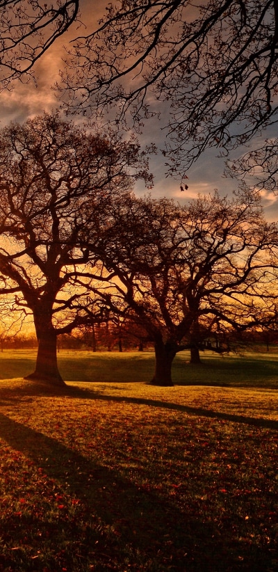 Photography Sunset, Evening, Tree, Fall, 1440x2960
