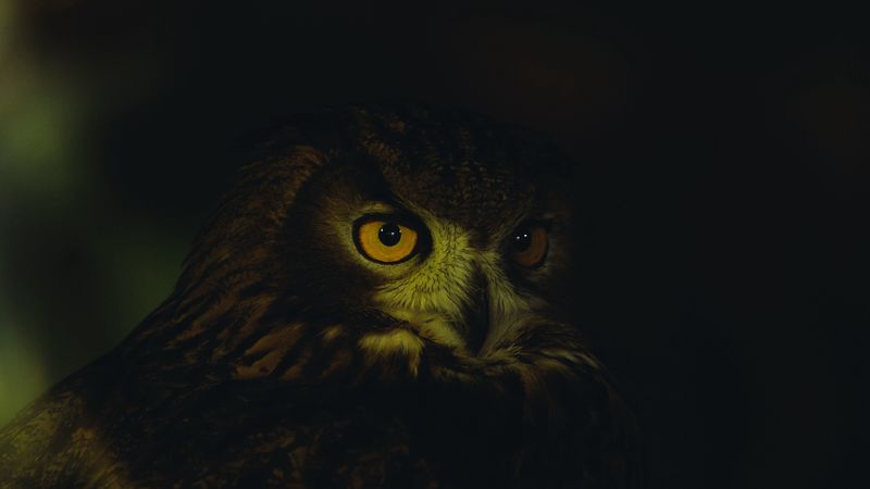 owl, eyes, feathers, dark, 4k