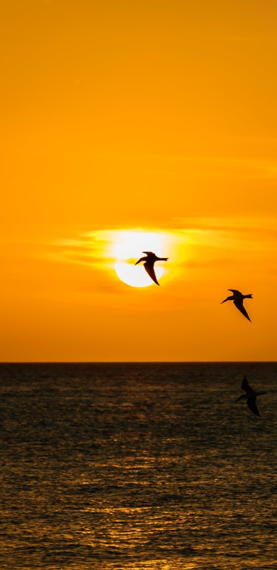 Photography Sunset, Sea, Bird, Silhouette, 1440x2960