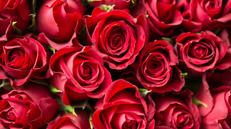 rose, flower, red, 4k