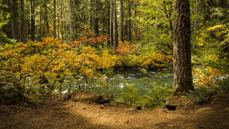 forest, leaves, tree, river, 4k