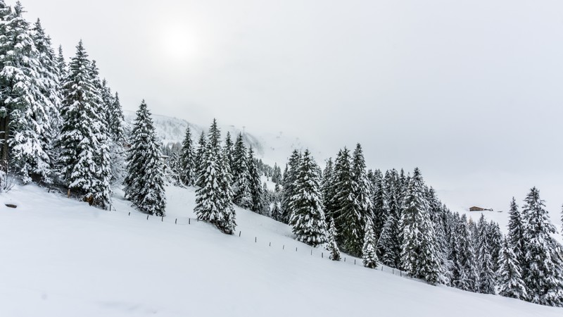 forest, tree, snow, winter, 4K