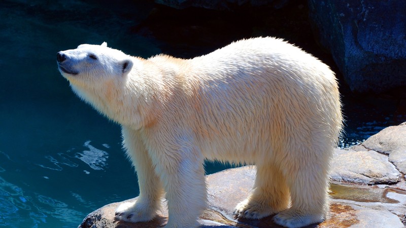 polar bear, cute animals, 4k