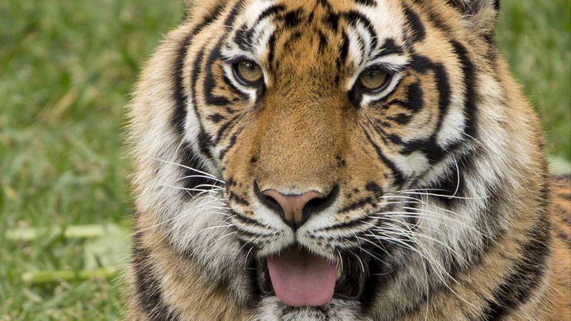 tiger, protruding tongue, predator, funny, 4k