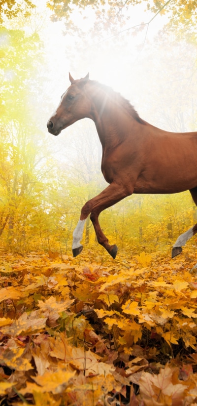 Animal Horse, 1440x2960