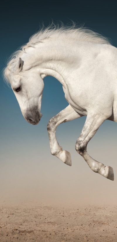 Animal Horse, 1440x2960