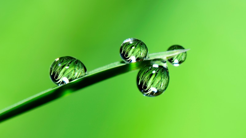 drops, grass, green, 4k