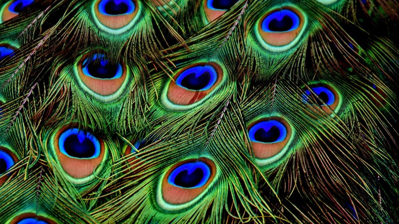 peacock, feather, 4k
