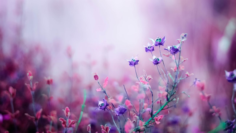 flowers, purple, 4k