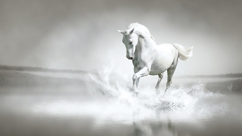 Horse, cute animals, 4K