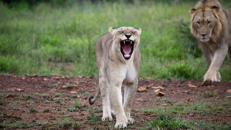lioness, jaws, fangs, predator, 4k