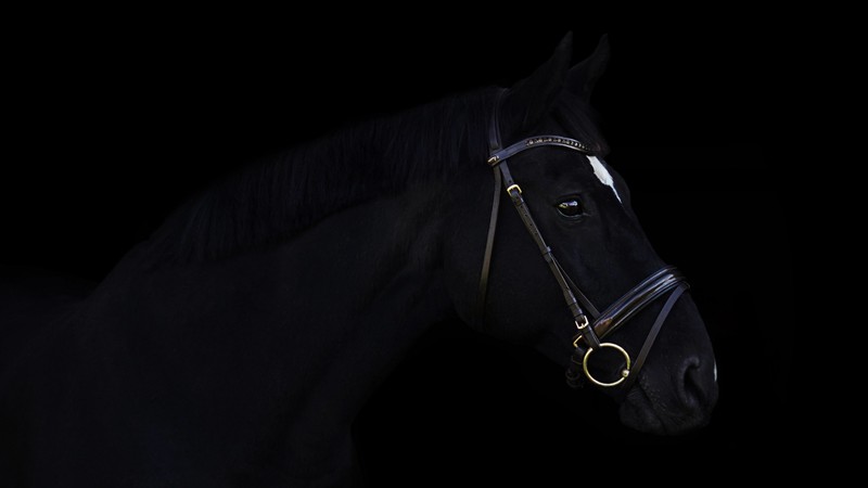 horse, cute animals, black, 4k