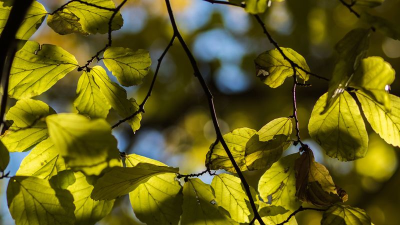 tree, leaves, twig, macro, 4k