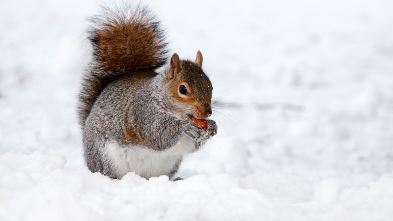 squirrel, cute animals, snow, winter, 4k