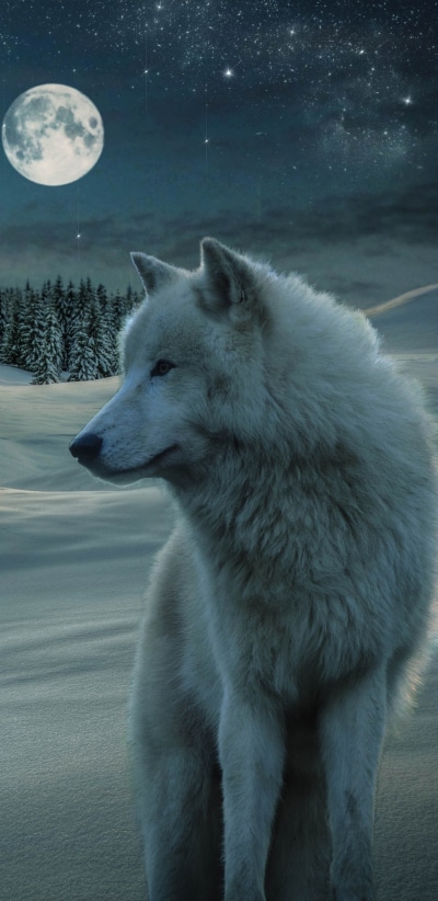 Animal Wolf, Night, Snow, Stars, Moon, Starry Sky, 1440x2960
