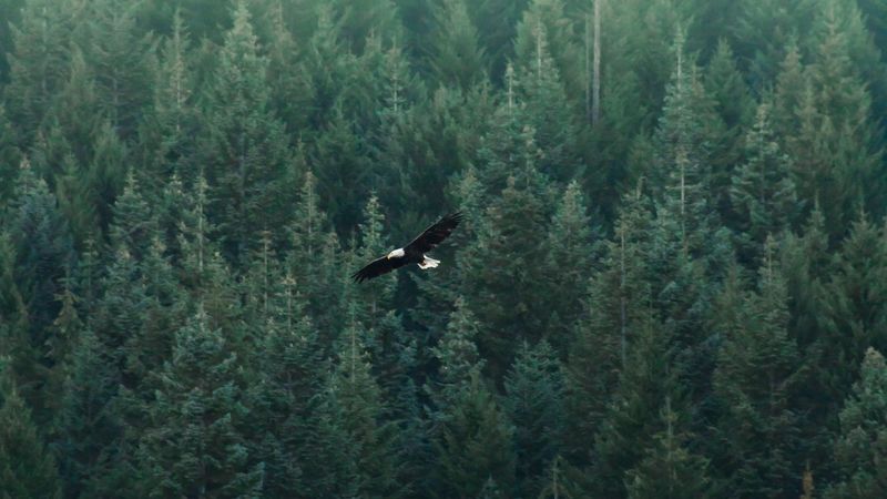 eagle, flight, forest, aerial view, 4k
