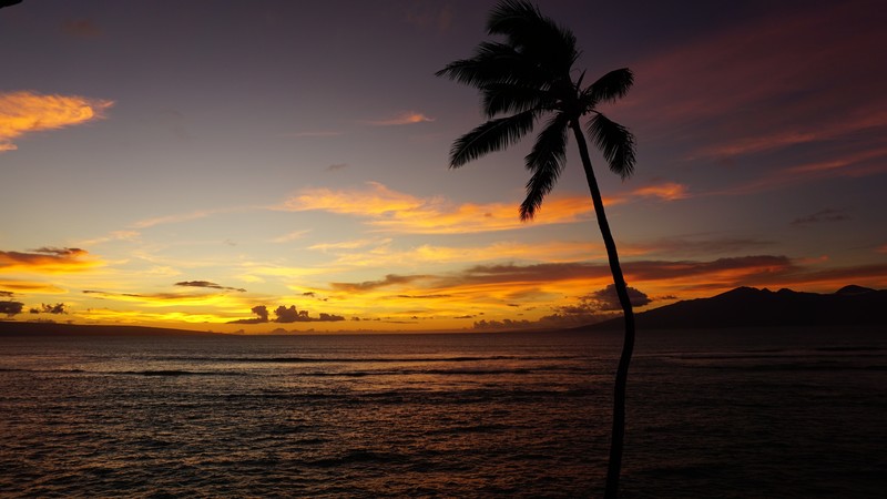 Maui, Hawaii, ocean, palm, sunset, 4K