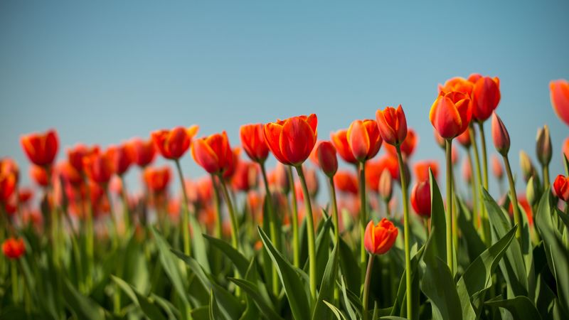 tulip, flowers, flowerbed, spring, 4k